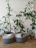 planten, Tuin en Terras, Ophalen