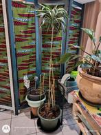 Dracaena fragrans avec pot*8ans - Plante facile d'interieur., Maison & Meubles, Plantes d'intérieur, En pot, Enlèvement, Palmier