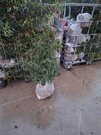 ‼️Prunus lusitanica angustifolia aan promoprijzen ‼️, Enlèvement