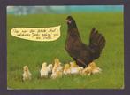 KIP  MET  HAAR  KINDJES, Verzamelen, Postkaarten | Dieren, Gelopen, Vogel, Verzenden, 1980 tot heden