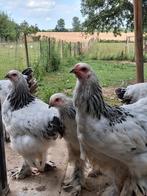 Jonge brahma hennen te reserveren, Dieren en Toebehoren, Meerdere dieren, Kip