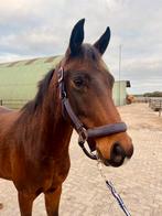 Lieve D pony, Dieren en Toebehoren, Merrie, Minder dan 160 cm, B, Gechipt
