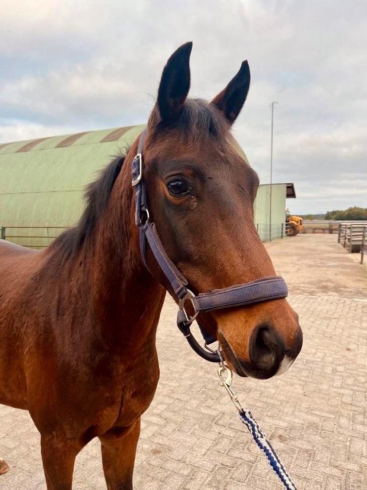 Lieve D pony, Dieren en Toebehoren, Paarden, Merrie, B, Minder dan 160 cm, 3 tot 6 jaar, Recreatiepaard, Met stamboom, Gechipt