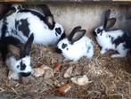 konijnen, Dieren en Toebehoren, Meerdere dieren, Groot, 0 tot 2 jaar