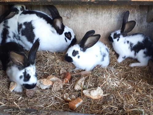 konijnen, Dieren en Toebehoren, Konijnen, Groot, Meerdere dieren, 0 tot 2 jaar