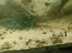 Helena slakken, Dieren en Toebehoren, Vissen | Aquariumvissen, Slak of Weekdier, Zoetwatervis