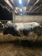 Dekstier, Mâle, 3 à 6 ans