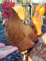 Mooie jonge haan, Dieren en Toebehoren