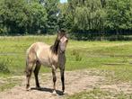 Konik jaarling merrie, Dieren en Toebehoren, Pony's, Merrie, B, 0 tot 2 jaar, Gechipt