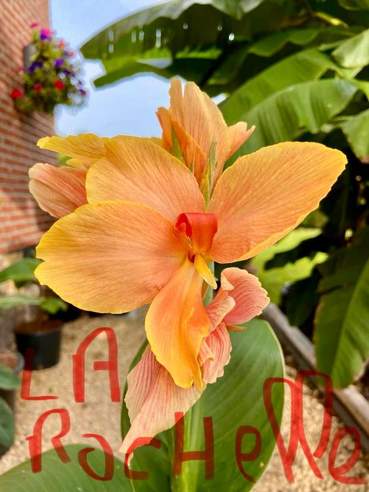 Canna’s  Zeldzamere soorten, Tuin en Terras, Planten | Tuinplanten, Vaste plant, Overige soorten, Ophalen