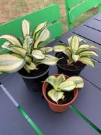 kamerplantjes allerlei, Huis en Inrichting, Kamerplanten, Overige soorten, In pot, Minder dan 100 cm, Groene kamerplant