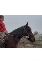 Spaanse merrie, Dieren en Toebehoren, Paarden, Merrie, Minder dan 160 cm, Zadelmak, Tuigpaard