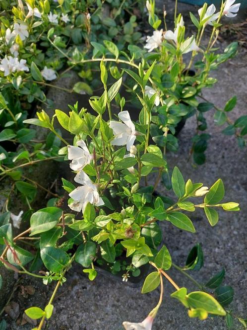 Witte maagdenpalm/  Vinca alba Bodembedekker, Tuin en Terras, Planten | Tuinplanten, Vaste plant, Bodembedekkers, Halfschaduw