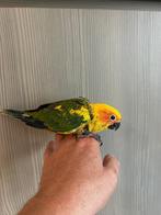 ❤️ Tamme baby zonparkiet, bijna zelfstandig, Dieren en Toebehoren, Geslacht onbekend, Parkiet, Geringd