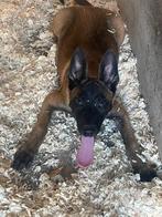 mechelse herder pups van zeer goede afkomst top hondjes, België, Fokker | Hobbymatig, CDV (hondenziekte), 8 tot 15 weken