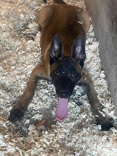 mechelse herder pups van zeer goede afkomst top hondjes, Dieren en Toebehoren, Honden | Herdershonden en Veedrijvers, Meerdere dieren