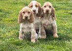 Engelse cocker spaniel pups, Dieren en Toebehoren, CDV (hondenziekte), Meerdere, 8 tot 15 weken, Meerdere dieren