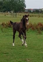 Veulen spring, Dieren en Toebehoren, Springpaard, 0 tot 2 jaar, Hengst, 170 tot 175 cm