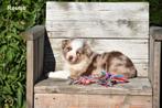 Prachtige Chocolat Merle Border Collie pups, Colley, Plusieurs, Parvovirose, Belgique