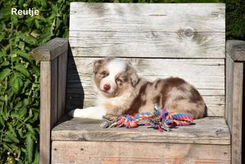 Prachtige Chocolat Merle Border Collie pups 