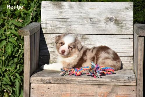 Prachtige Chocolat Merle Border Collie pups, Dieren en Toebehoren, Honden | Herdershonden en Veedrijvers, Meerdere dieren, Collie