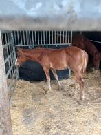 Paint horse hengstenveulen, Dieren en Toebehoren