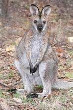 Gezocht wallabys en andere parkdieren, Dieren en Toebehoren, April, Meerdere dieren