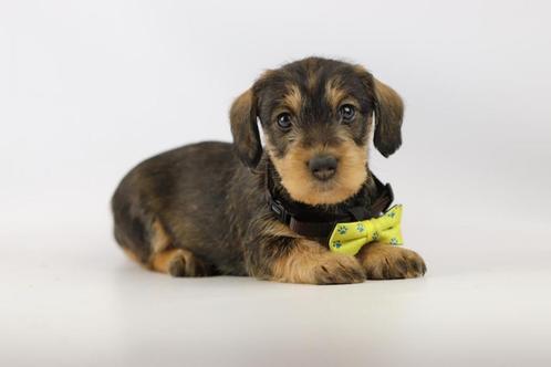 Ruwharige Dwergteckel pups, Belgisch Teckel fokker, Dieren en Toebehoren, Honden | Teckels en Dashonden, Meerdere dieren, Ruwhaar