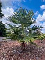 Palmboom trachycarpus fortunei, Tuin en Terras, Planten | Tuinplanten, Ophalen