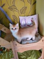 British Golden Shaded kitten, 0 tot 2 jaar, Kater, Gechipt