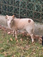 Ouessant ram lammetje, Dieren en Toebehoren, Schapen, Geiten en Varkens