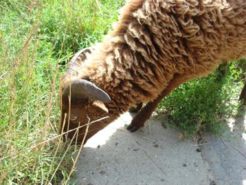 fenêtre intéressante, Mâle, Mouton, 0 à 2 ans