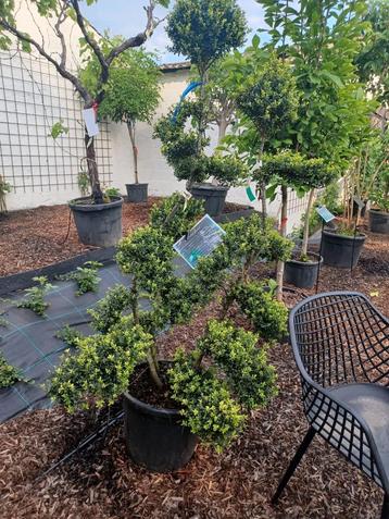Ilex crenata “Kinme” japanse hulst beschikbaar voor biedingen