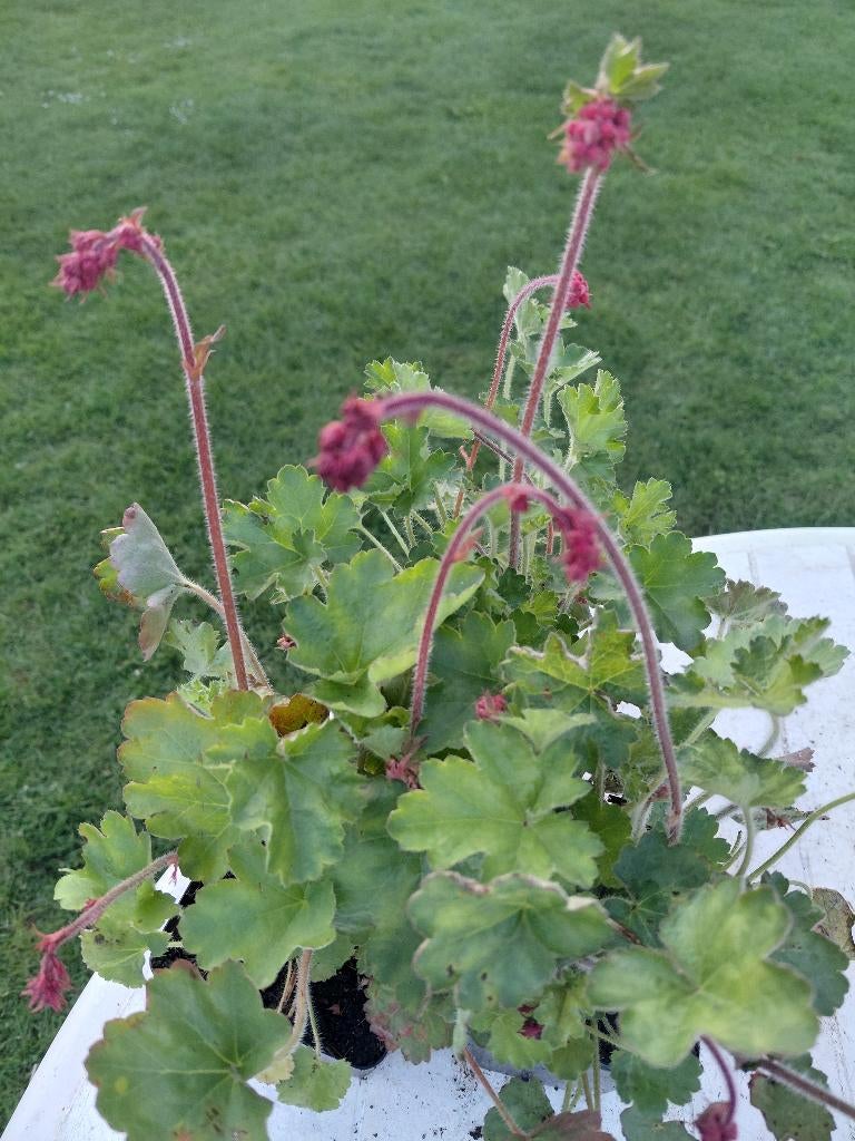 Heuchera Leuchtkafer, Tuin en Terras, Planten | Tuinplanten, Ophalen, Halfschaduw