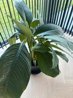 Spathiphyllum plant, Maison & Meubles, Plantes d'intérieur, Enlèvement