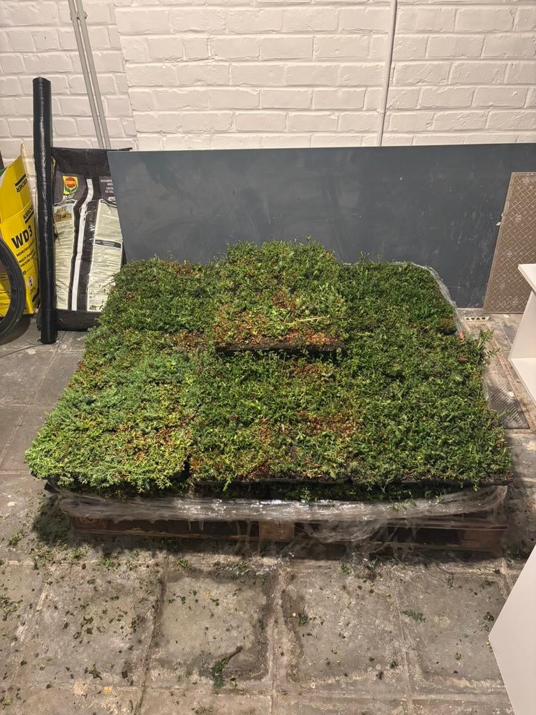 Groendak 2,5 m2, Tuin en Terras, Gras en Kunstgras, Ophalen, Nieuw