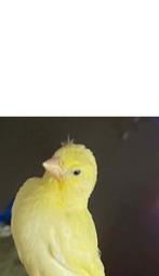 Kanarie s jongen, Dieren en Toebehoren, Vogels | Kanaries