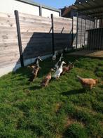 broedeieren Indische loopeenden, Plusieurs animaux, Canard