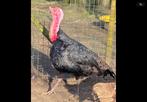 Gerskalkoen haan, Dieren en Toebehoren, Pluimvee, Kalkoen