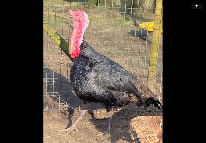 Gerskalkoen haan, Animaux & Accessoires, Volatiles, Dinde