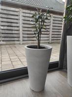 Vetplant ovata crassula met pot., Ophalen