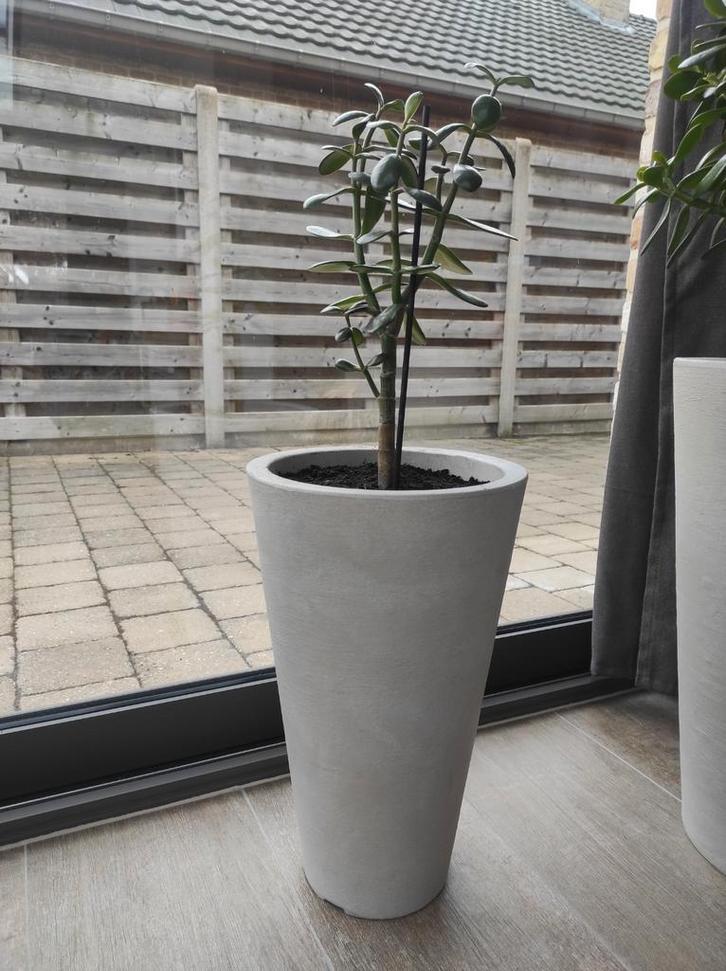 Vetplant ovata crassula met pot., Tuin en Terras, Bloempotten, Ophalen