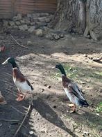 Loop eenden gratis, Dieren en Toebehoren, Pluimvee