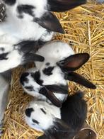 Duitse Vlinder reuzen, Dieren en Toebehoren, Meerdere dieren, Groot, 0 tot 2 jaar