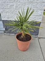 Prachtige winterharde palmbomen, zelfgekweekt., Tuin en Terras, Planten | Bomen, Ophalen