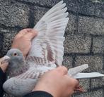 Postduif Super Inbred "KITTEL", Dieren en Toebehoren, Vogels | Duiven, Vrouwelijk, Postduif