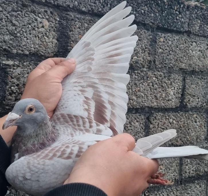 Postduif Super Inbred "KITTEL", Animaux & Accessoires, Oiseaux | Pigeons, Pigeon voyageur, Femelle