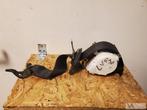BMW 3 serie E90 E91 2005 tot 2012 gordel riem linksvoor €20, Gebruikt, -, -, Ophalen of Verzenden