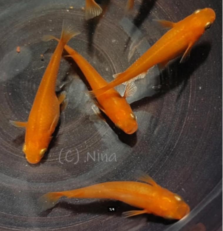 Red king Medaka (kweek van vorige zomer +/-6maand), Animaux & Accessoires, Poissons | Poissons d'aquarium