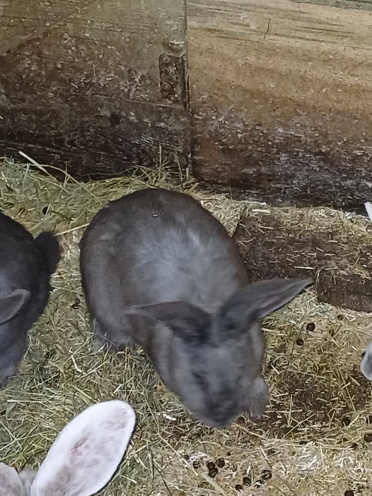 Vlaamse reus voedters